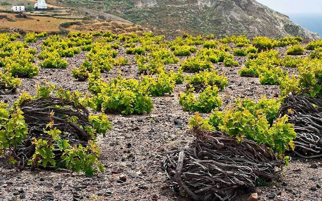 Viñedos de Santorini