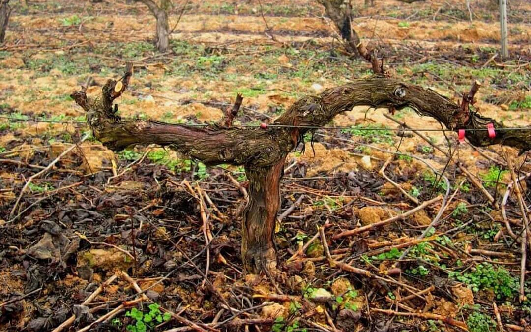 Vinos de copa en boca: Valtravieso Cr. 2015