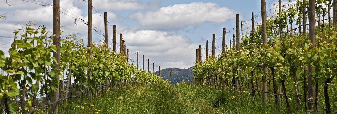 Vinhos Verdes. Vinos sí, verdes, no