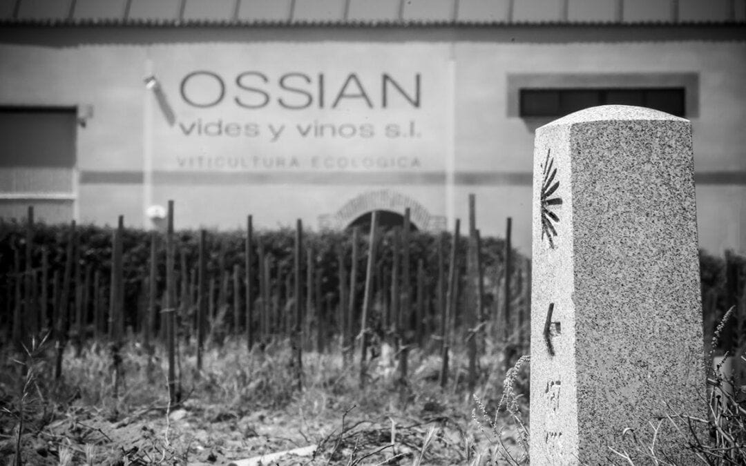 Bodega Ossian