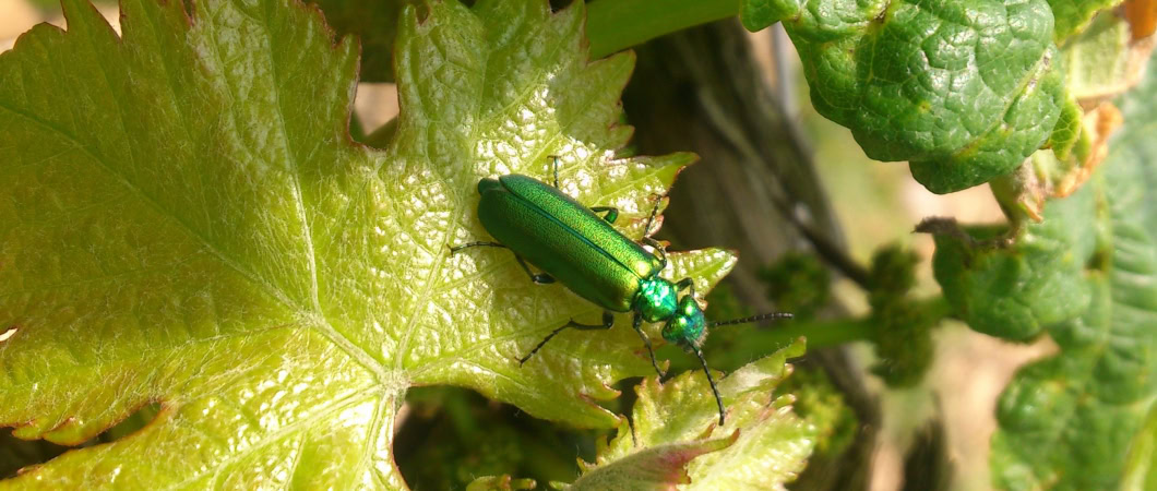 VIÑADIVERSIDAD 2019