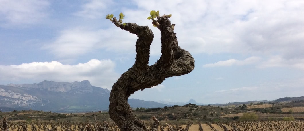 MEASUREMENT-BASED VITICULTURE: 2017