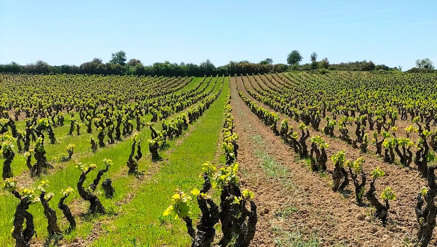 Soil Management and Pest Control – 2023