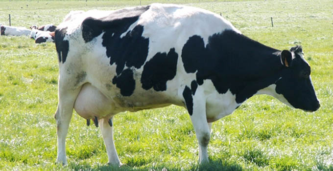 Comment traiter la fièvre de lait chez la vache ?