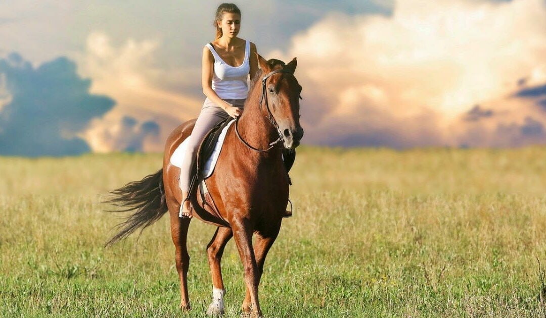 combien coûte un cheval