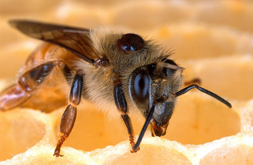 Comment lutter contre le Varroa destructor chez les abeilles ?