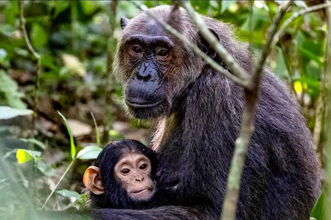 Kibale Forest National 
