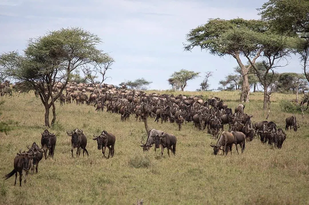 kenya wildlife