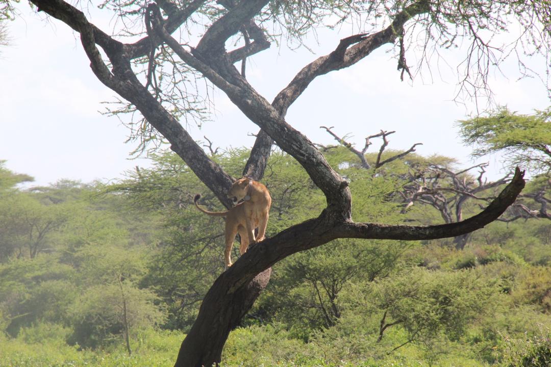 Lake Manyara National Park