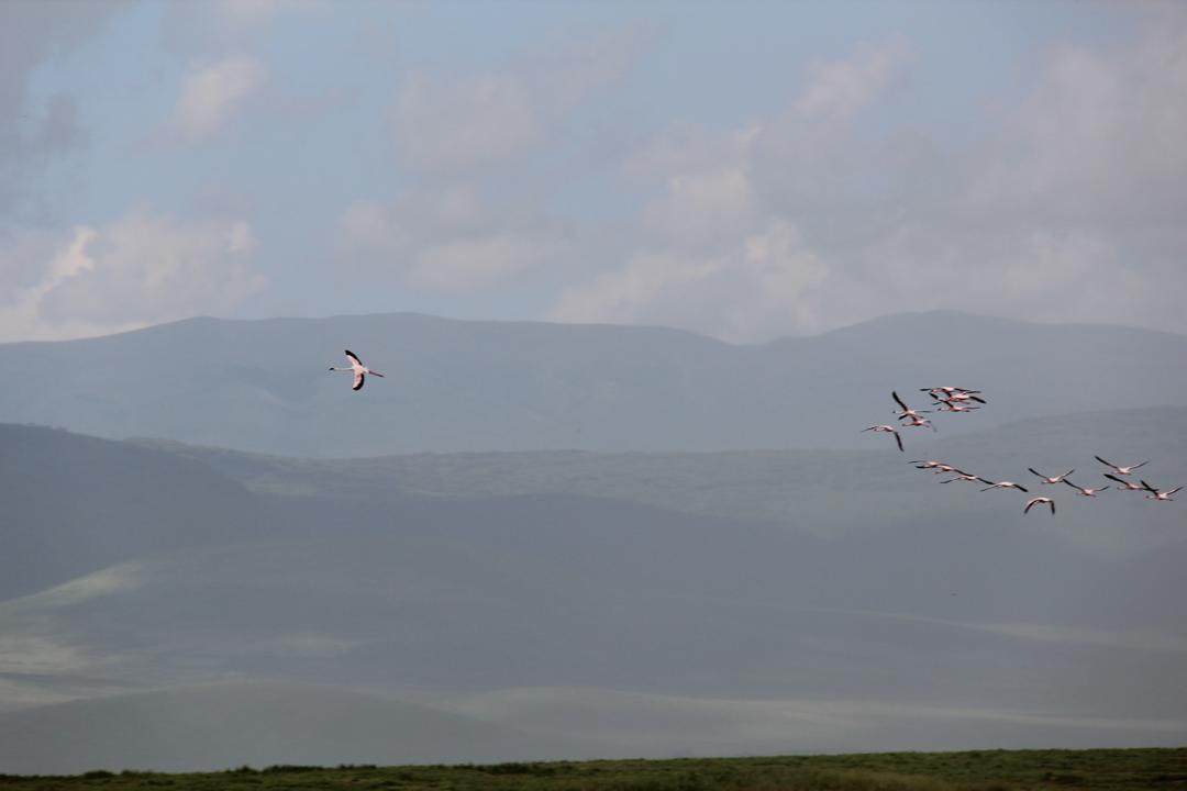 Ngorongoro Crater