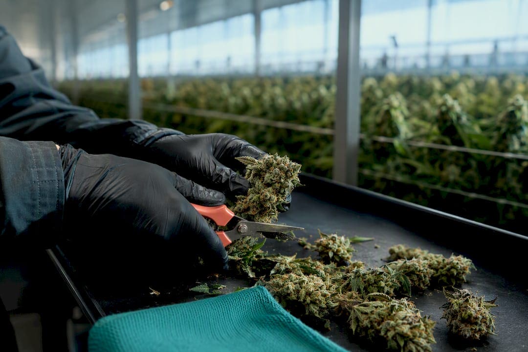 Culture artisanale du cannabis versus production industrielle