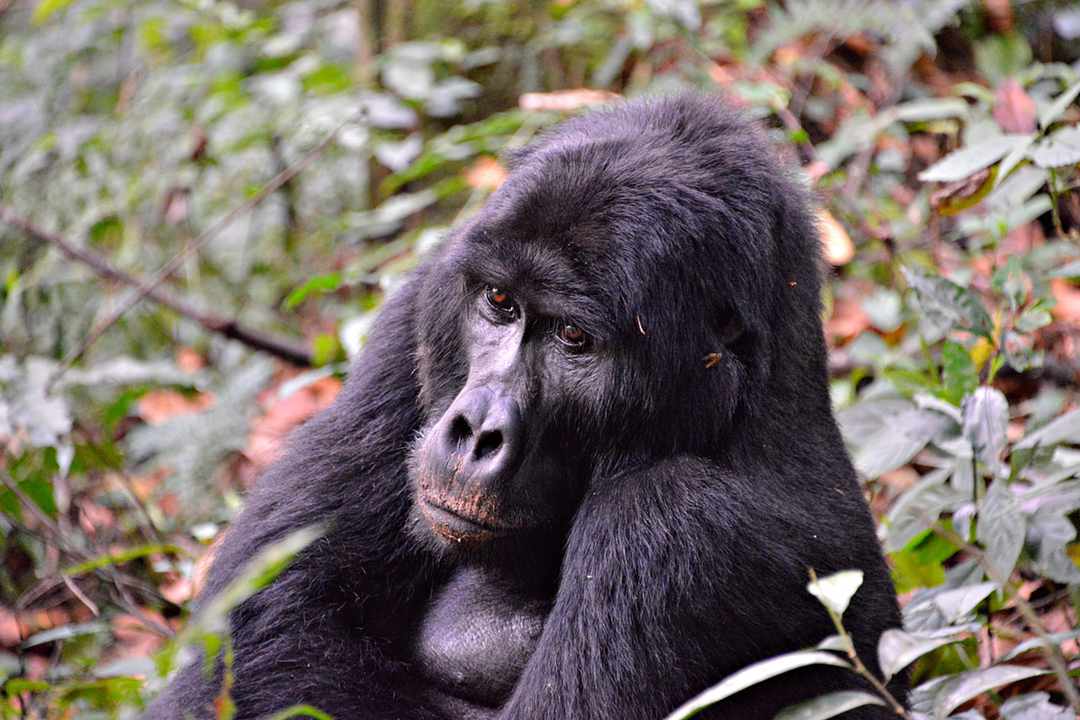 Uganda Vs Rwanda Gorilla Trekking