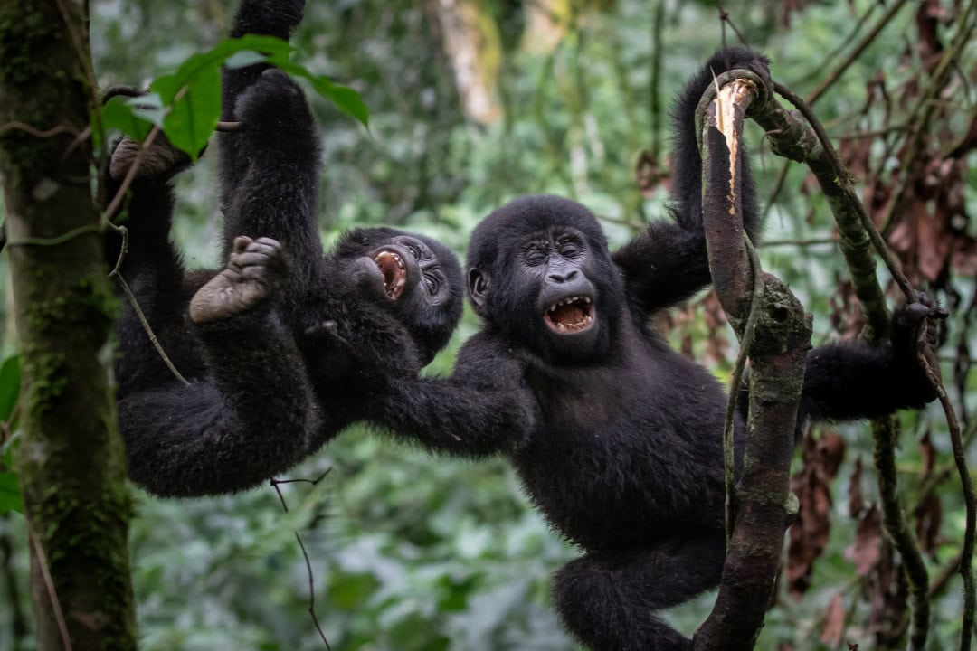 Rushaga gorilla trekking
