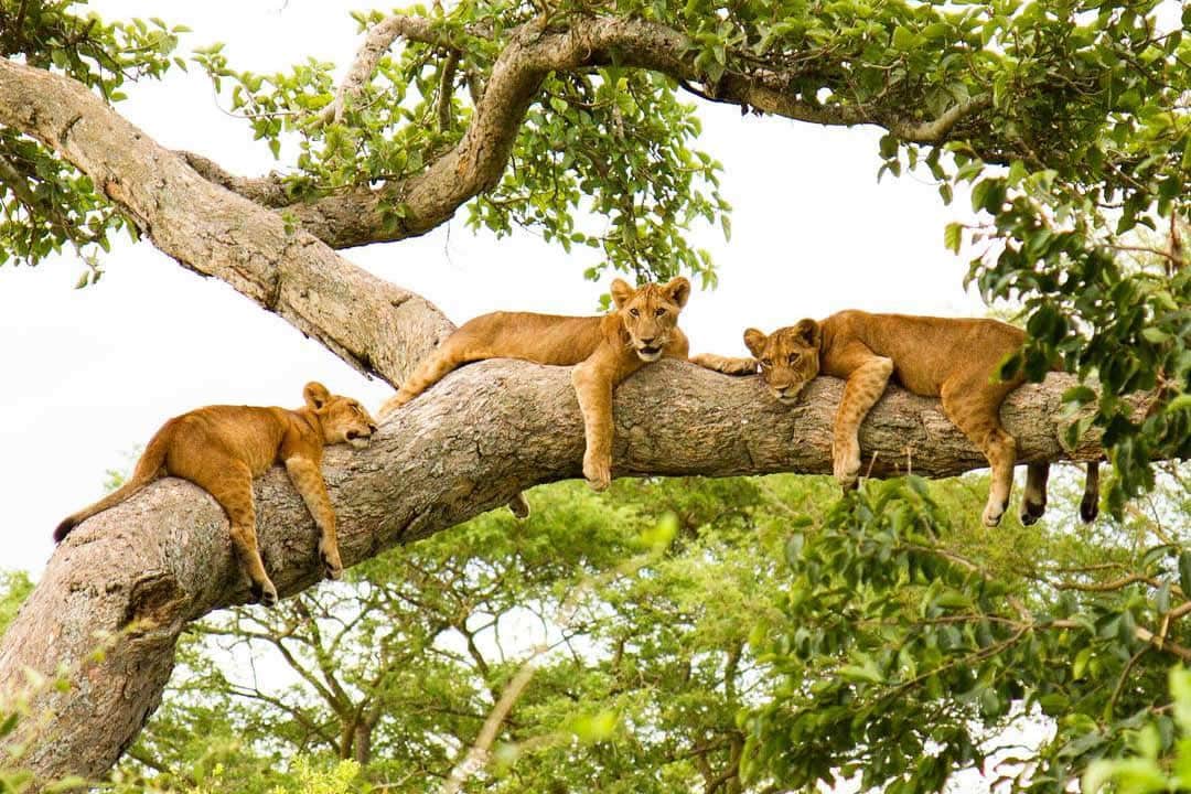 5 Days Uganda Primates and Birding Safari