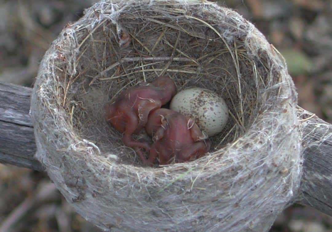 Bird Egg Predators