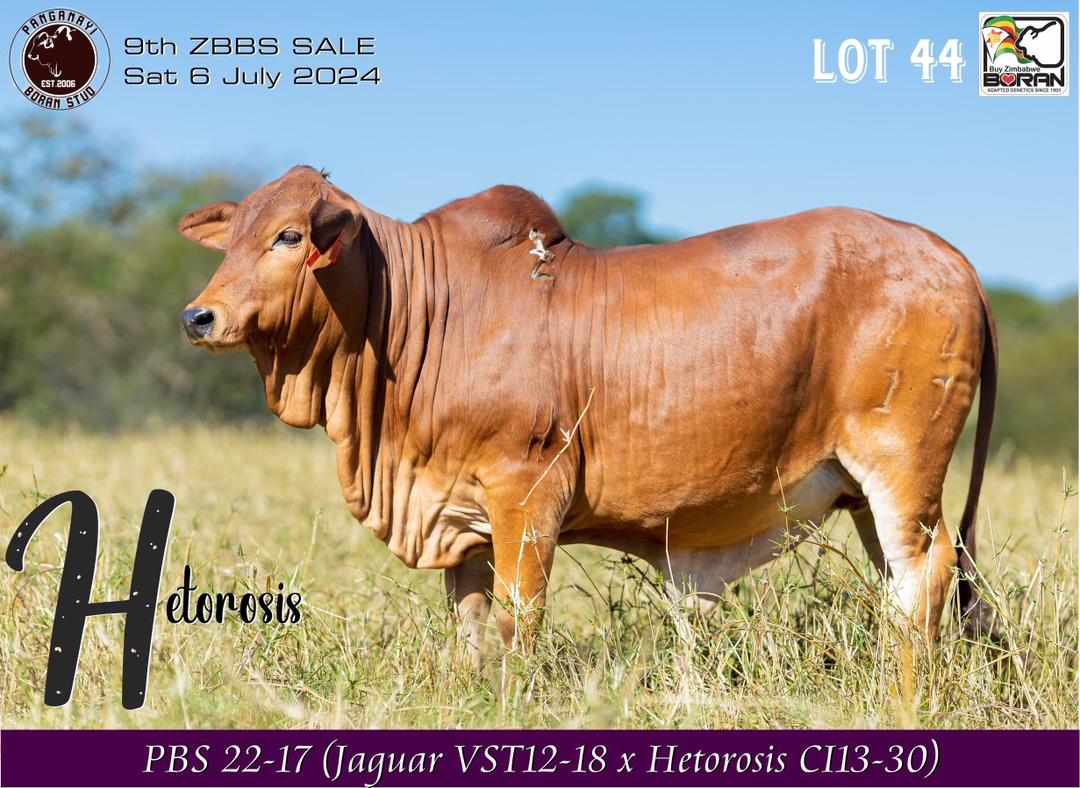 Lot 44