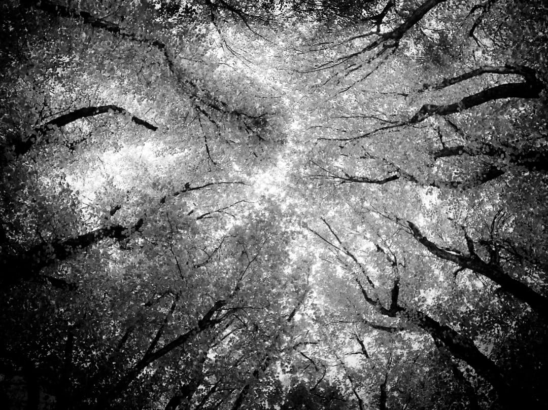 Lime trees converging in the vertical - Wanaka Station Park. B&W