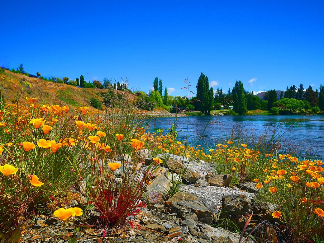 Clutha River near Wanaka. And California Poppies