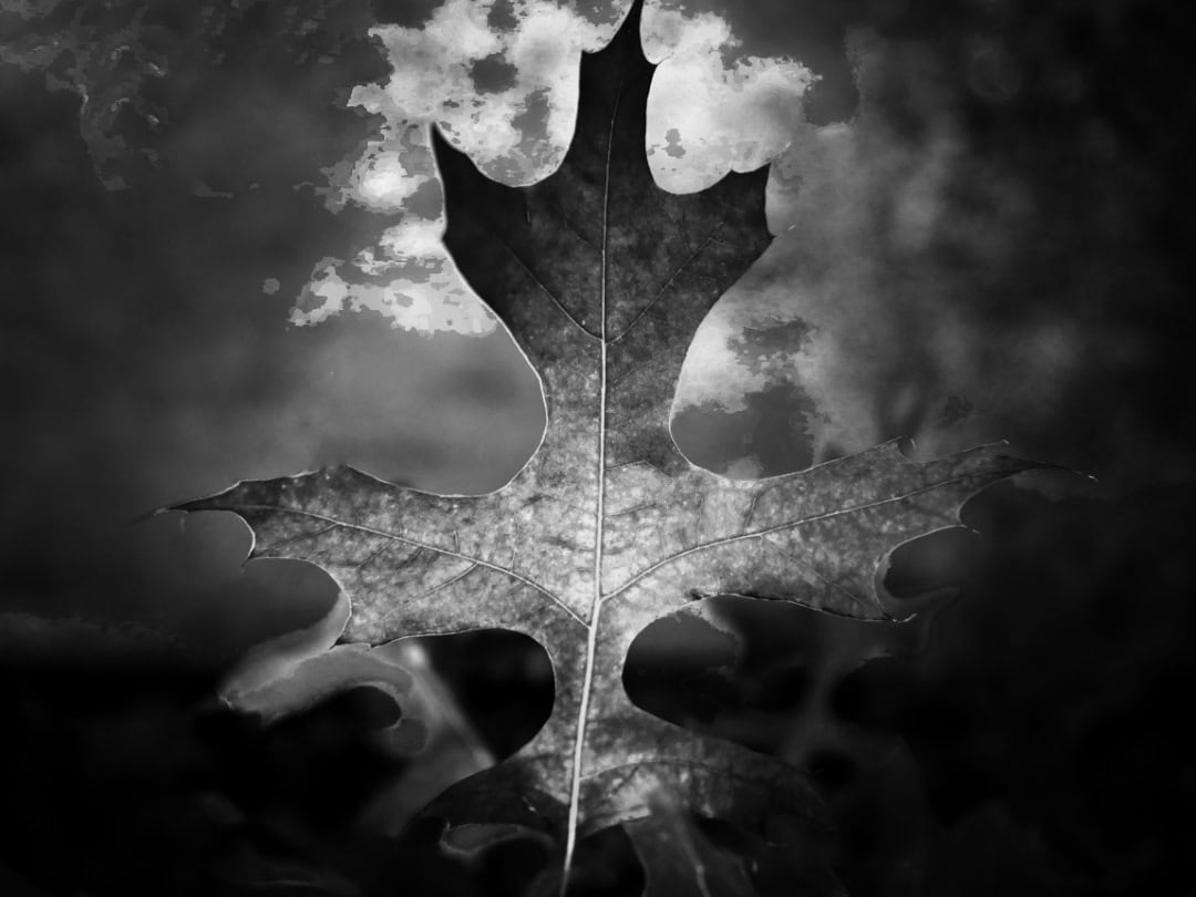An autumn leaf caught "back-lighting", in black and white.