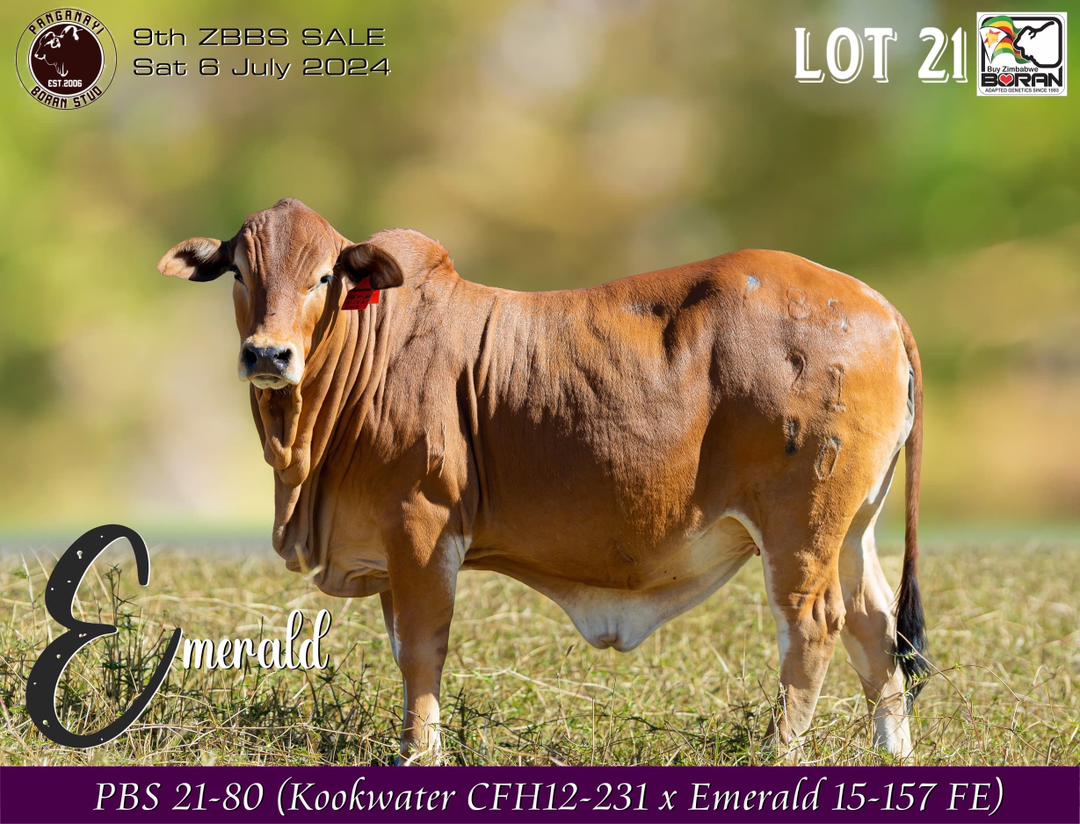 Lot 21