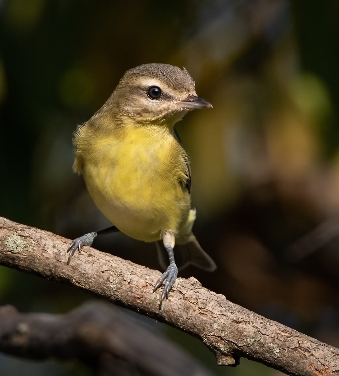 Backyard Bird Photography