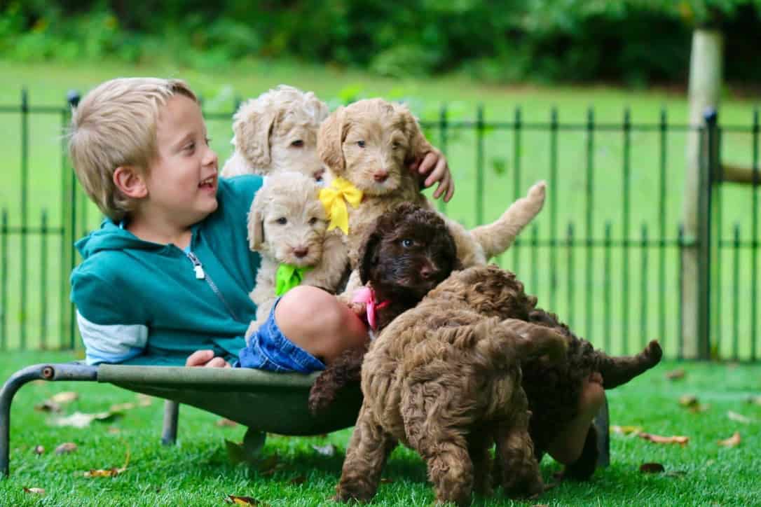 0C05E92B-868C-46BE-BDB3-B721B36316DA_1_105_c happy caramel puppy with yellow bow on green grass