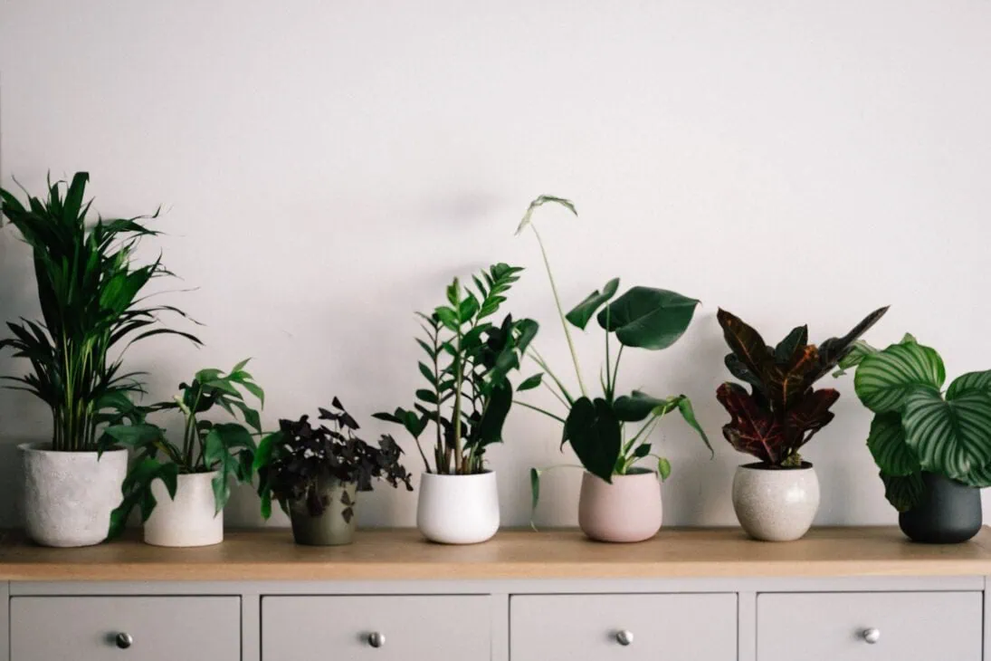 Revamping your home with houseplants