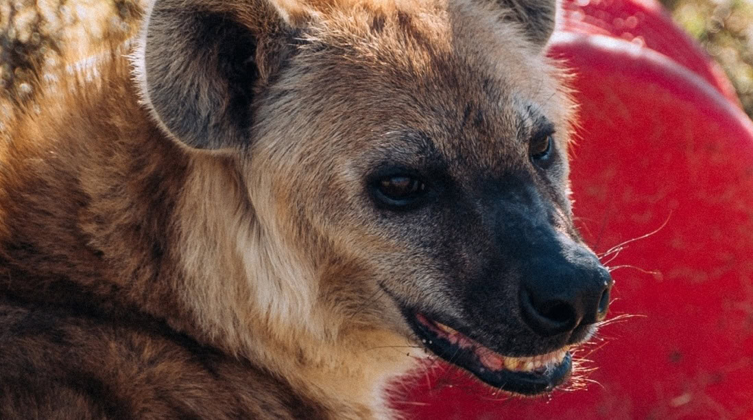 Rambo Hyena 1