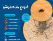 أنواع بق الفراش