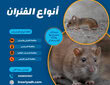 أنواع الفئران