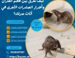 كيف تفرق بين قضم الفئران وأضرار الحشرات الأخرى في أثاث منزلك؟