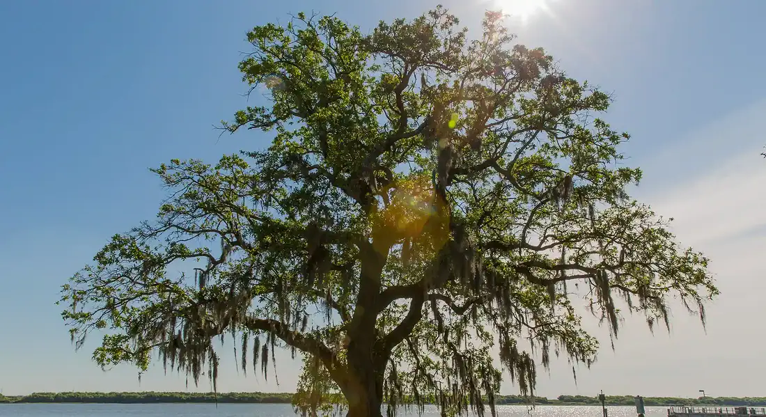 Flex / Priority Cleaning Services in West Ashley West Ashley Greenway landmark Charleston South Carolina