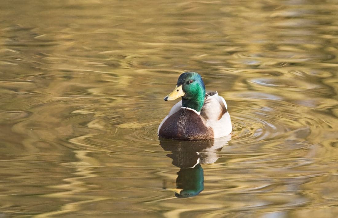 Can Ducks Eat Bird Seed