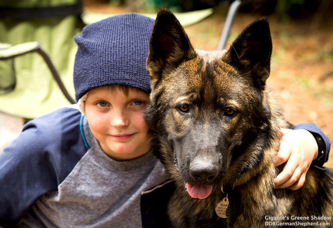 Gigante Line Family Protection Dogs