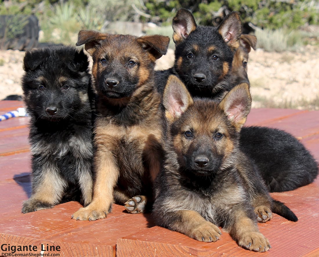 Gigante Line DDR DOgs