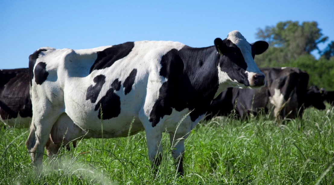 Las exportaciones del sector lechero fueron las más altas de los últimos 12 años 1 vaca