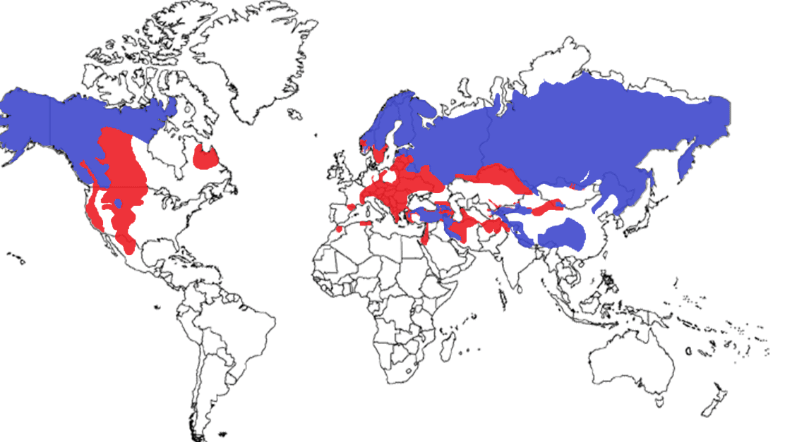 Brown Bear Species Range Map