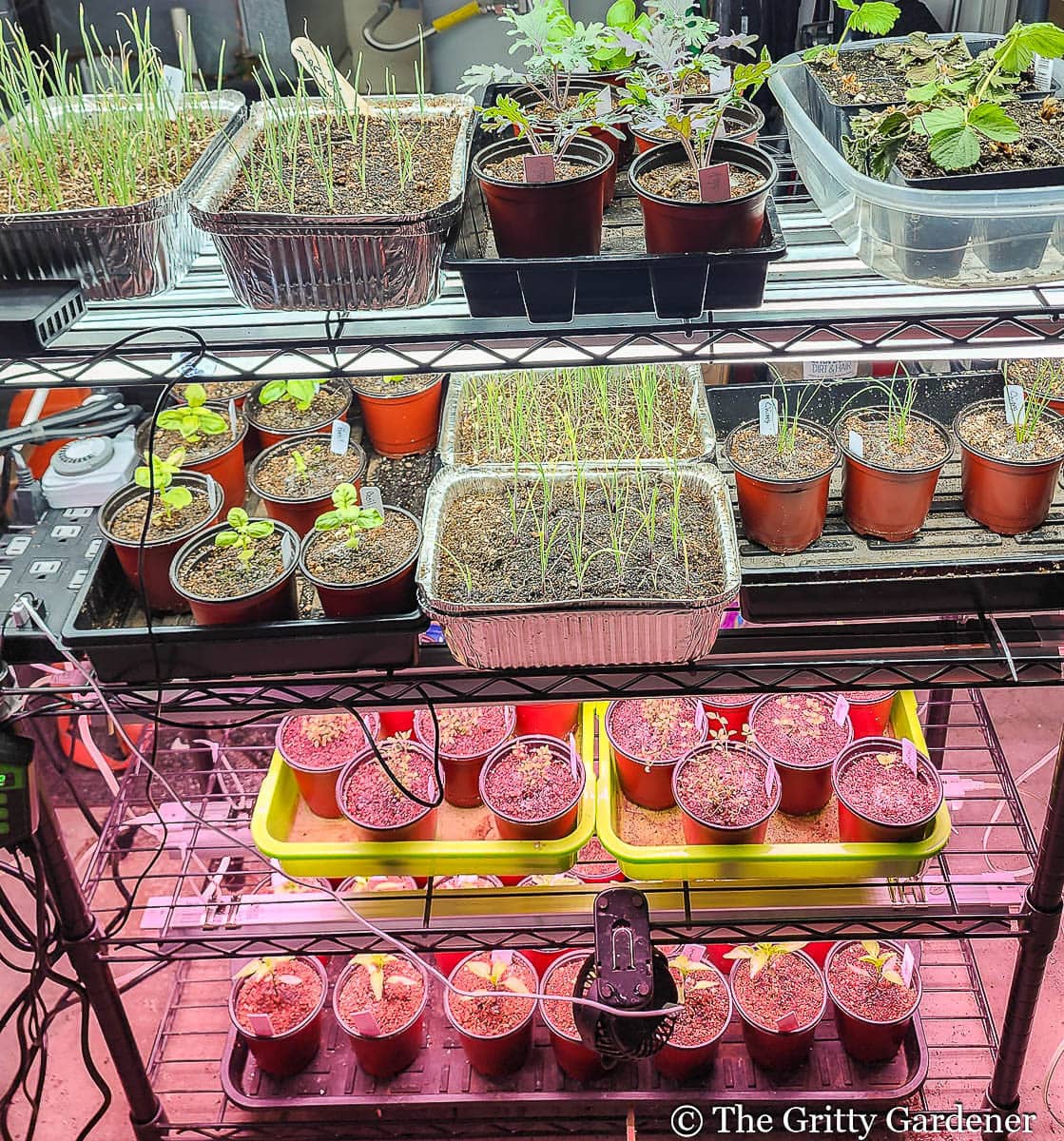 A multi-tiered shelving unit used for indoor gardening, showcasing numerous small plants and seedlings under grow lights, with a mix of foil trays and individual pots.