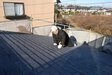 朝の屋根は凍って危険。
