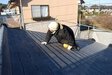朝の屋根はすぐ塗れない。