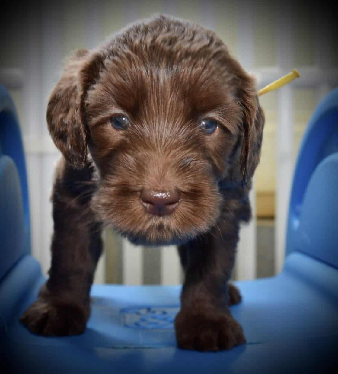 fullsizeoutput_c55-1120x1239 | Good Day Doodles | Australian Labradoodles in North Carolina cafe colored australian labradoodle puppy closeup