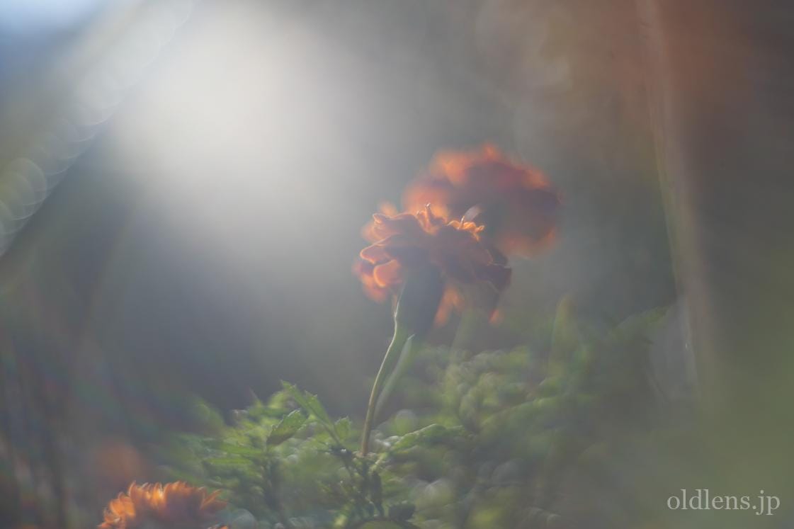 Meyer-Optik Görlitz Primoplan 58mm F1.9 revew 作例 草花 自然 バブルボケ シャボン玉ボケ 虹ゴースト エモい写真が撮れるオールドレンズ