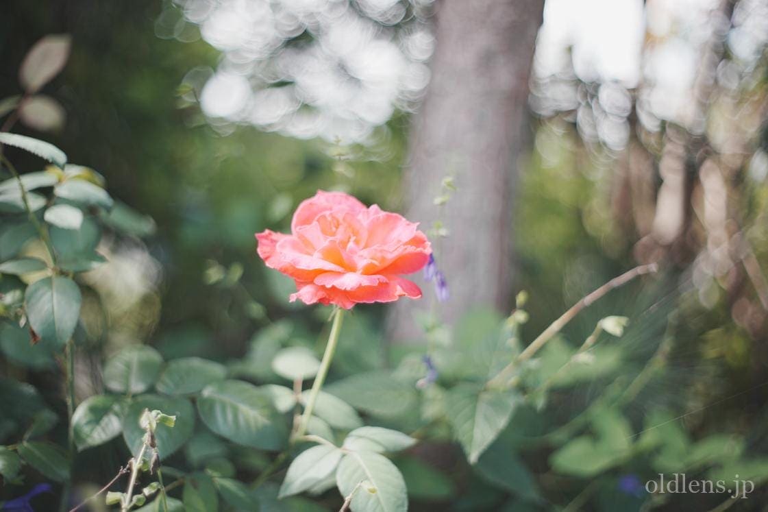 Meyer-Optik Gorlitz Oreston 50mm f1.8 revew 作例 エモい写真画像 薔薇 rose シャボン玉バブルボケ soup bokeh monster