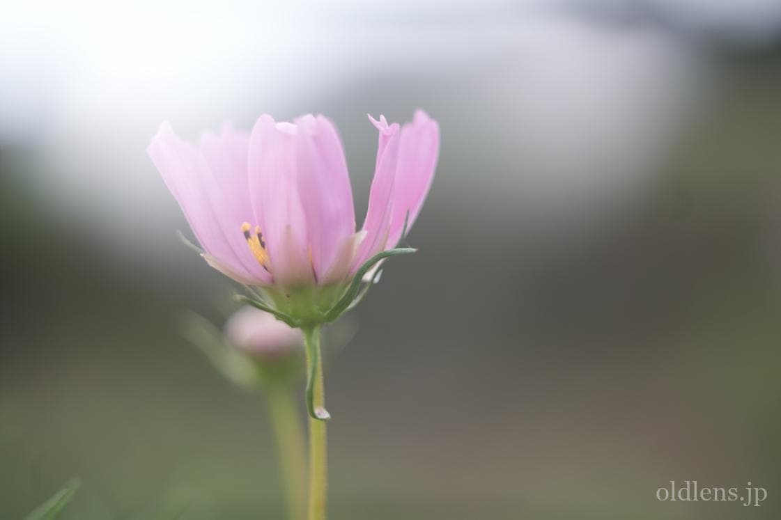 Leica VisoFlex Elmar 65mm f3.5 Macro レビュー作例 ビゾフレックス