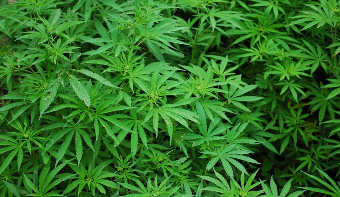 An Ultimate Guide to Cannabigerol (CBG) and its Potential Benefits