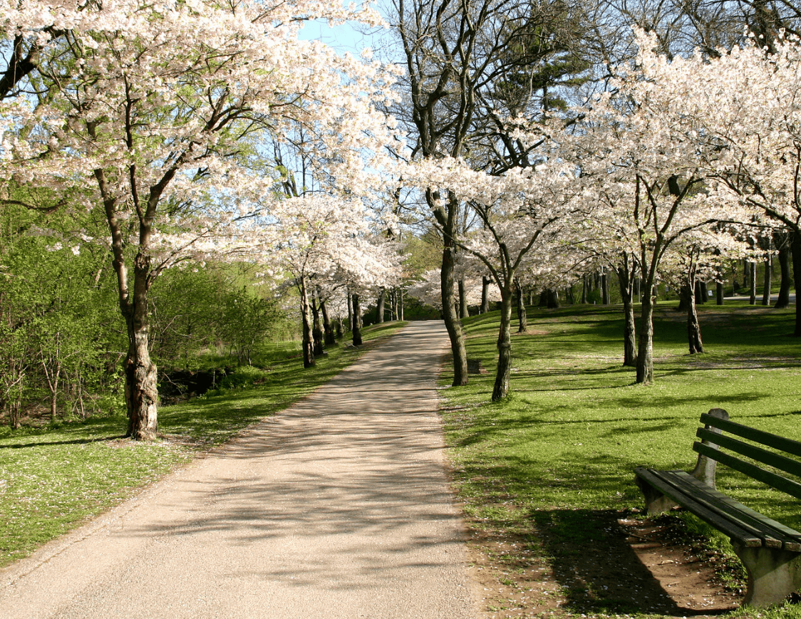 Toronto closes High Park during cherry blossom season