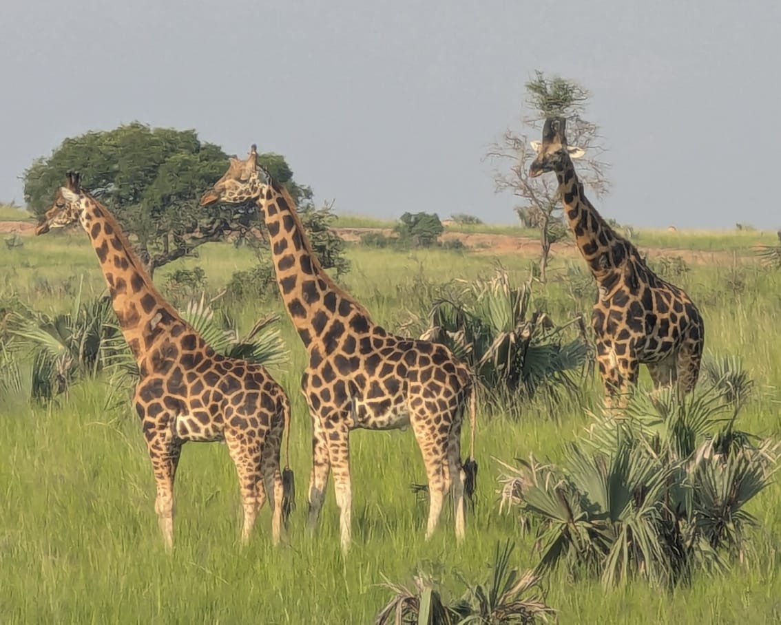 kidepo valley
