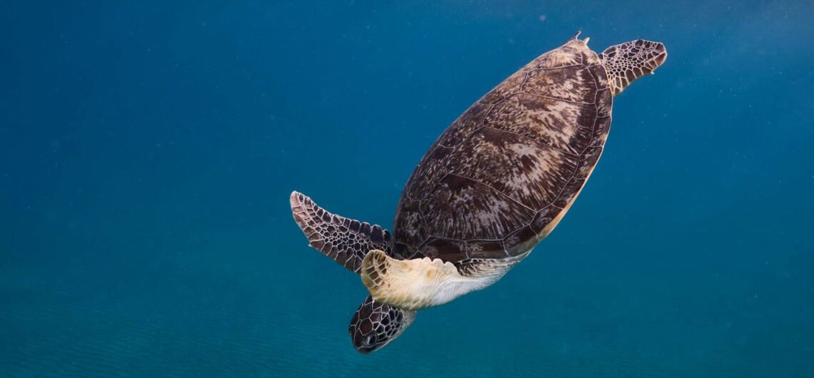 Ein Foto für Schildkröte im klaren Wasser des Roten Meeres in Marsa Alam Stadt