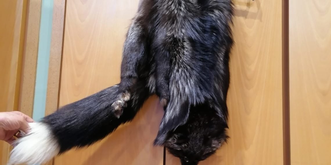 Bufanda piel de zorro