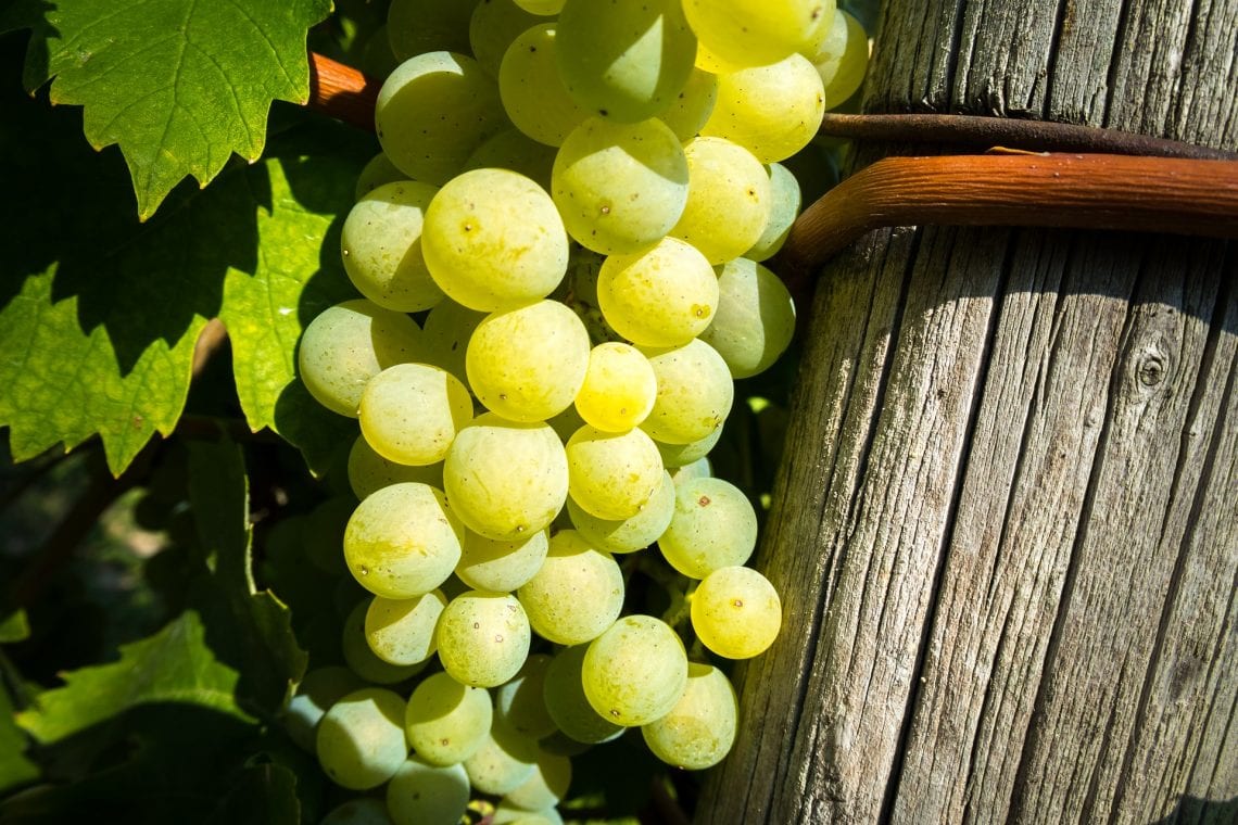 histoire du domaine des cormiers roux